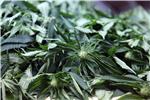 Croatia not thinking about legalising marijuana, health minister says