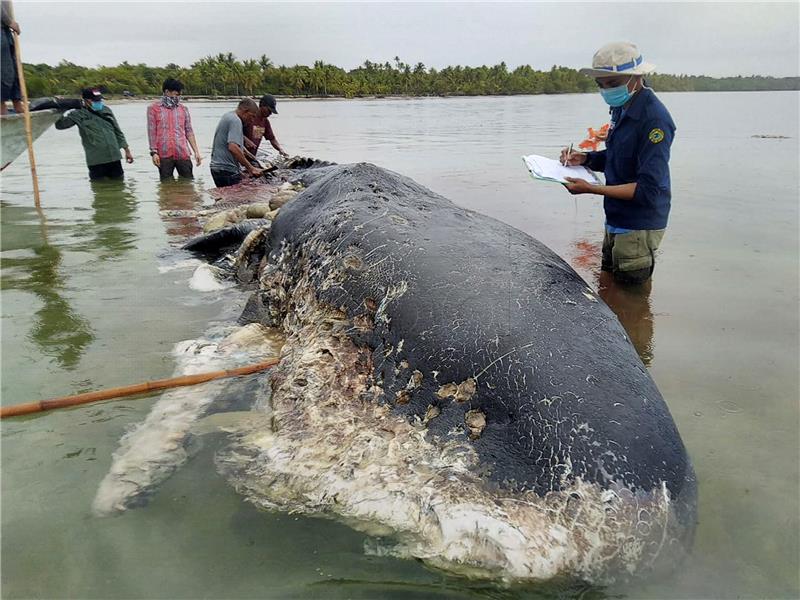 INDONESIA POPULATION ANIMALS WHALE DEAD