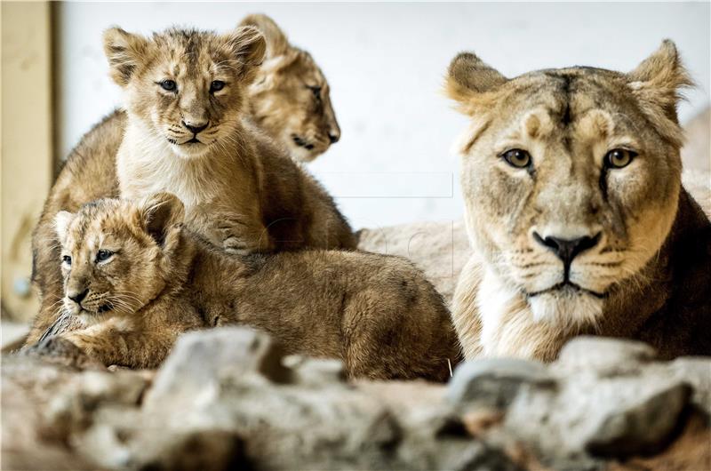 NETHERLANDS ANIMALS