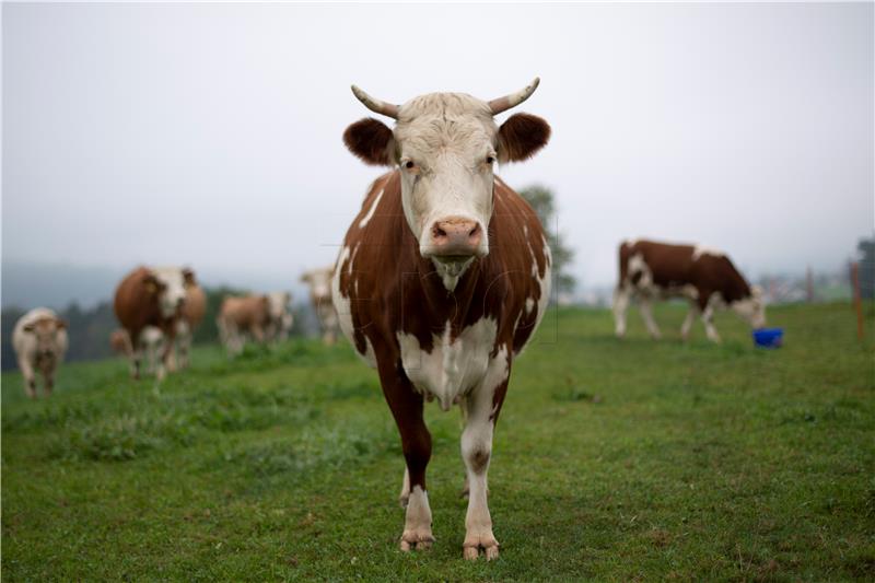 (FILE) SWITZERLAND CATTLE HORN REFERENDUM