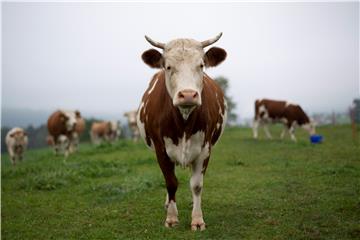 (FILE) SWITZERLAND CATTLE HORN REFERENDUM