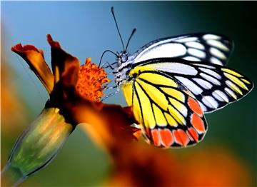 INDIA INSECTS BUTTERFLY