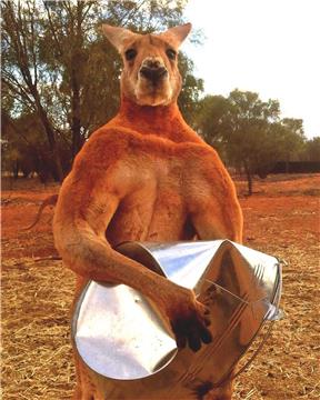 AUSTRALIA ROGER THE BUFF KANGAROO DIES