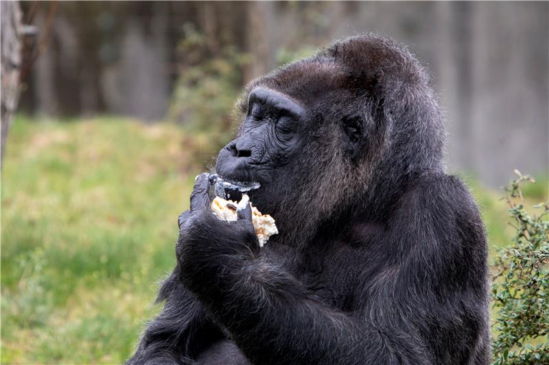 Majmuni u stuttgartskom zoo-u uživali u božićnoj gozbi