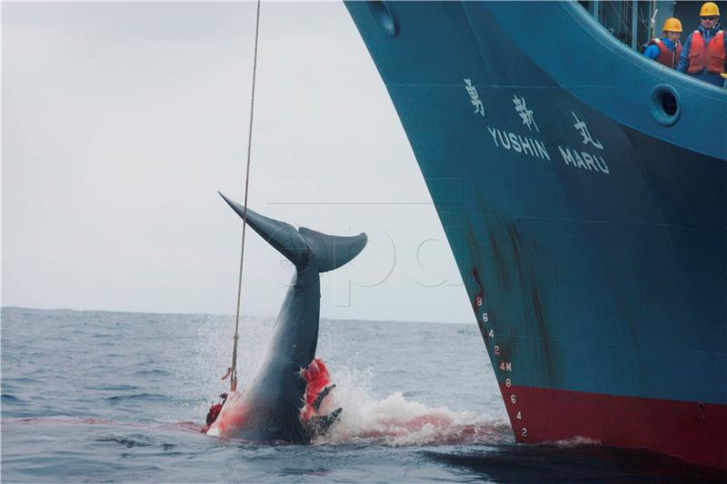 (FILE) AT SEA JAPAN COMMERCIAL WHALING IWC