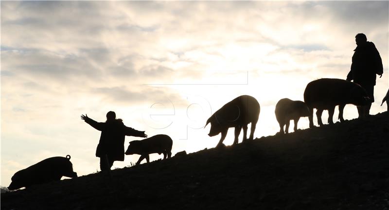 SOUTH KOREA CULTURE YEAR OF THE PIG