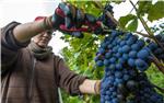 Za iskrčene vinograde nadoknada gubitka dohotka u tri godine