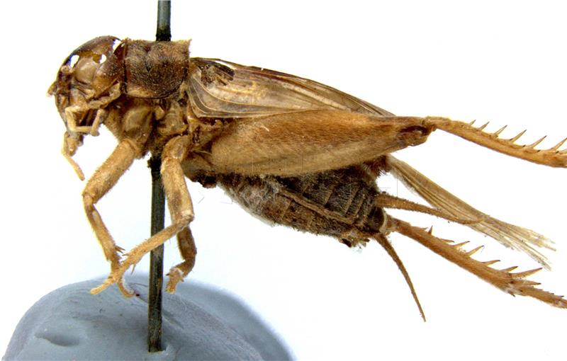 Anurogryllus muticus