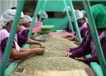 EAST TIMOR  ECONOMY COFFEE