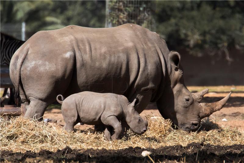 ISRAEL NEW BABY SOUTHERN WHITE RHINOCEROS IN SAFARI PARK