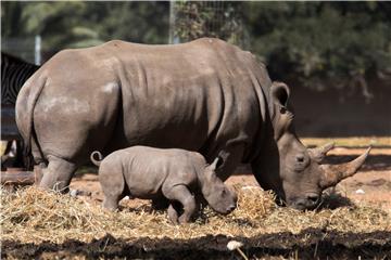 ISRAEL NEW BABY SOUTHERN WHITE RHINOCEROS IN SAFARI PARK