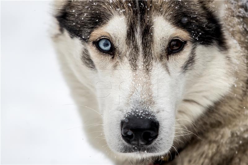 CZECH REPUBLIC PHOTO SET DOG SLED RACE