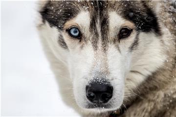 CZECH REPUBLIC PHOTO SET DOG SLED RACE