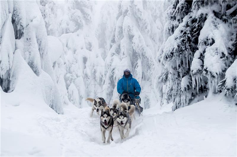 CZECH REPUBLIC PHOTO SET DOG SLED RACE