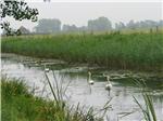 Over 35,000 birds spotted in Kopacki Rit Nature Park during winter birdwatching