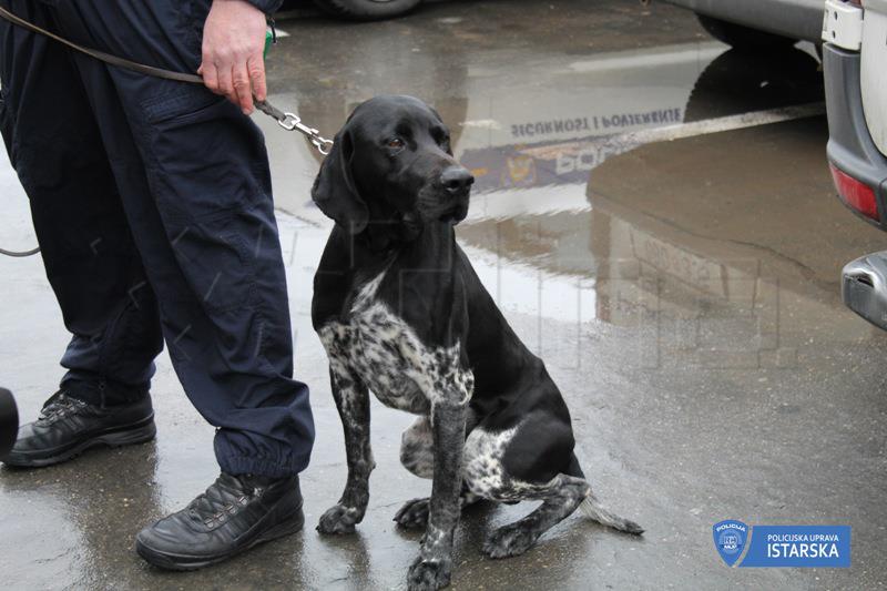 Četveronožni ''inspektor'' Duks pronašao 1,38 kilograma marihuane